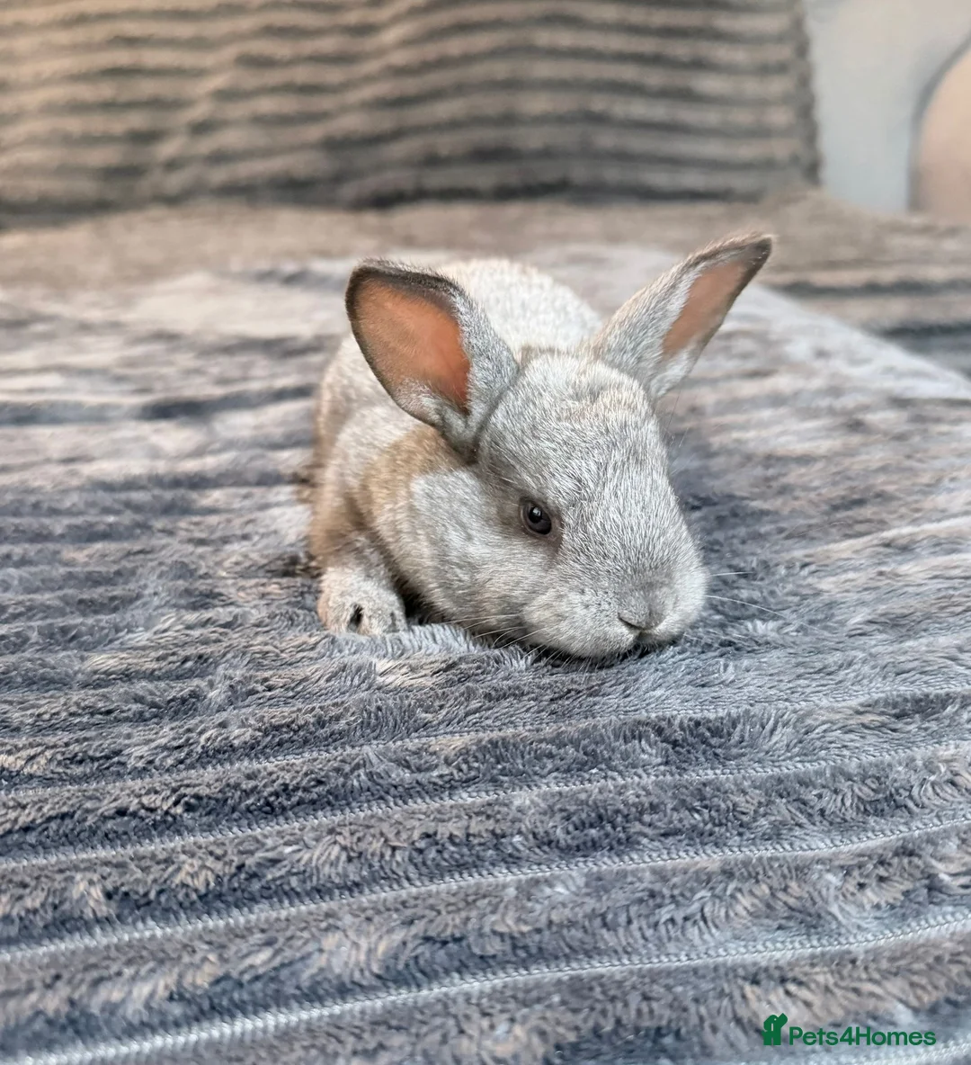 Mixed Breed rabbits for sale: Baby rabbits  - Advert 2