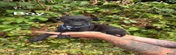 Mixed Breed dogs for sale: Lurcher cross puppies  in Barnsley - Advert 5