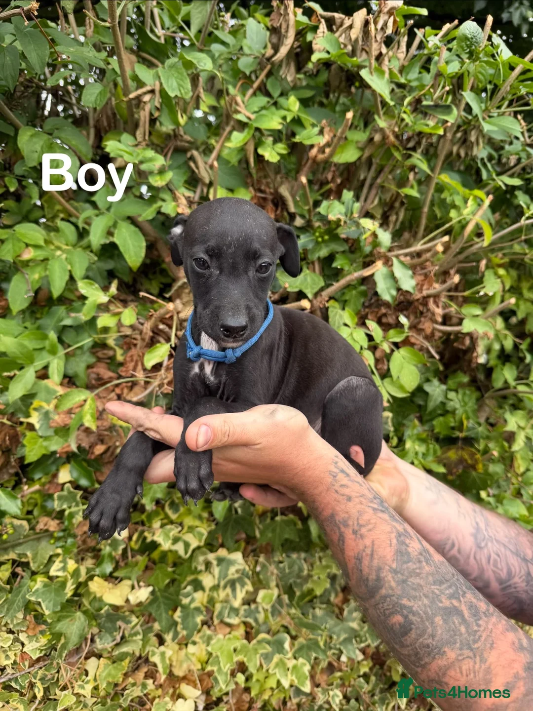 Mixed Breed dogs for sale: Lurcher cross puppies  in Barnsley - Advert 5