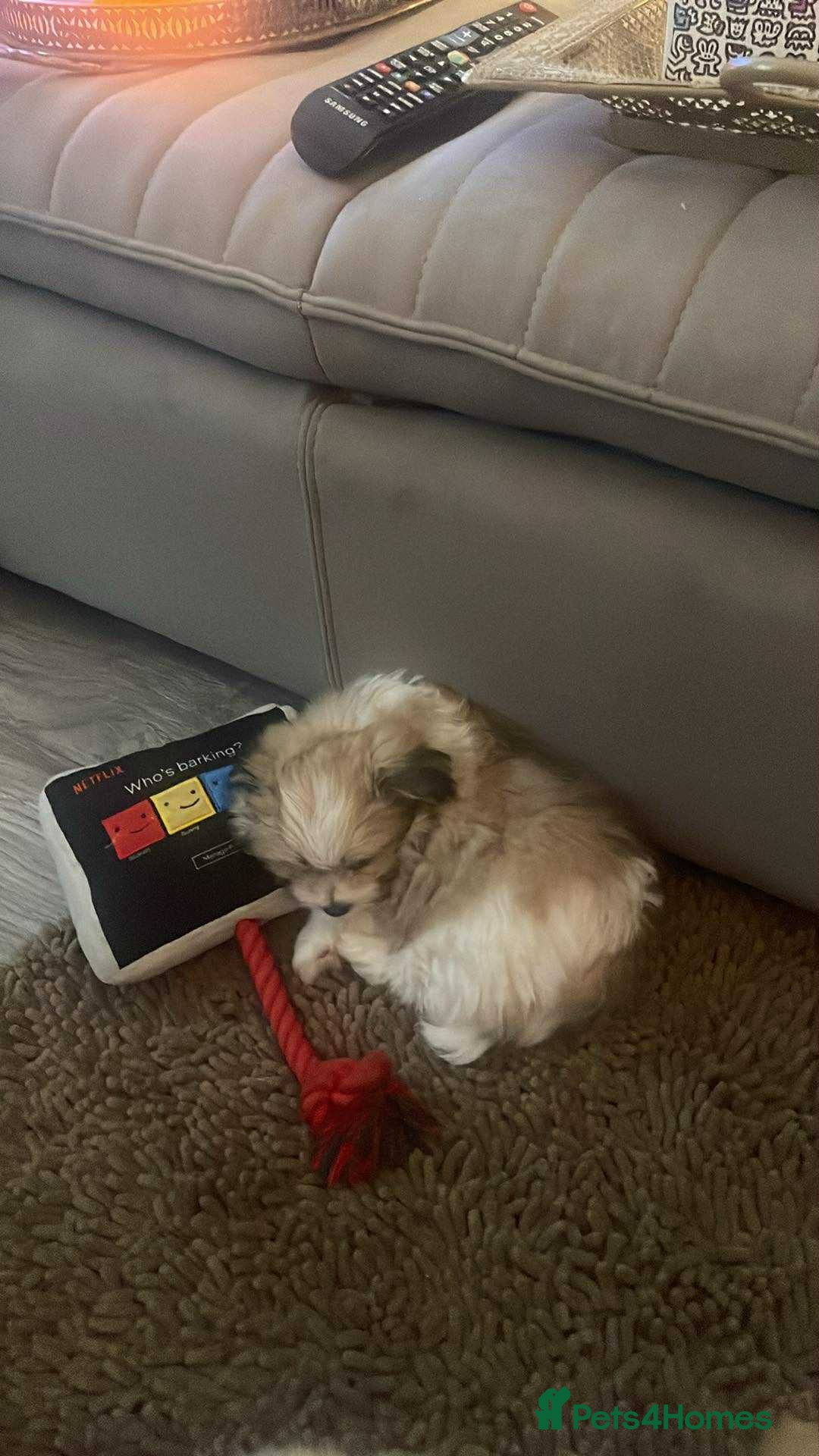 Mixed Breed dogs for sale: Malti-Pom Puppies - £1200 - Advert 30