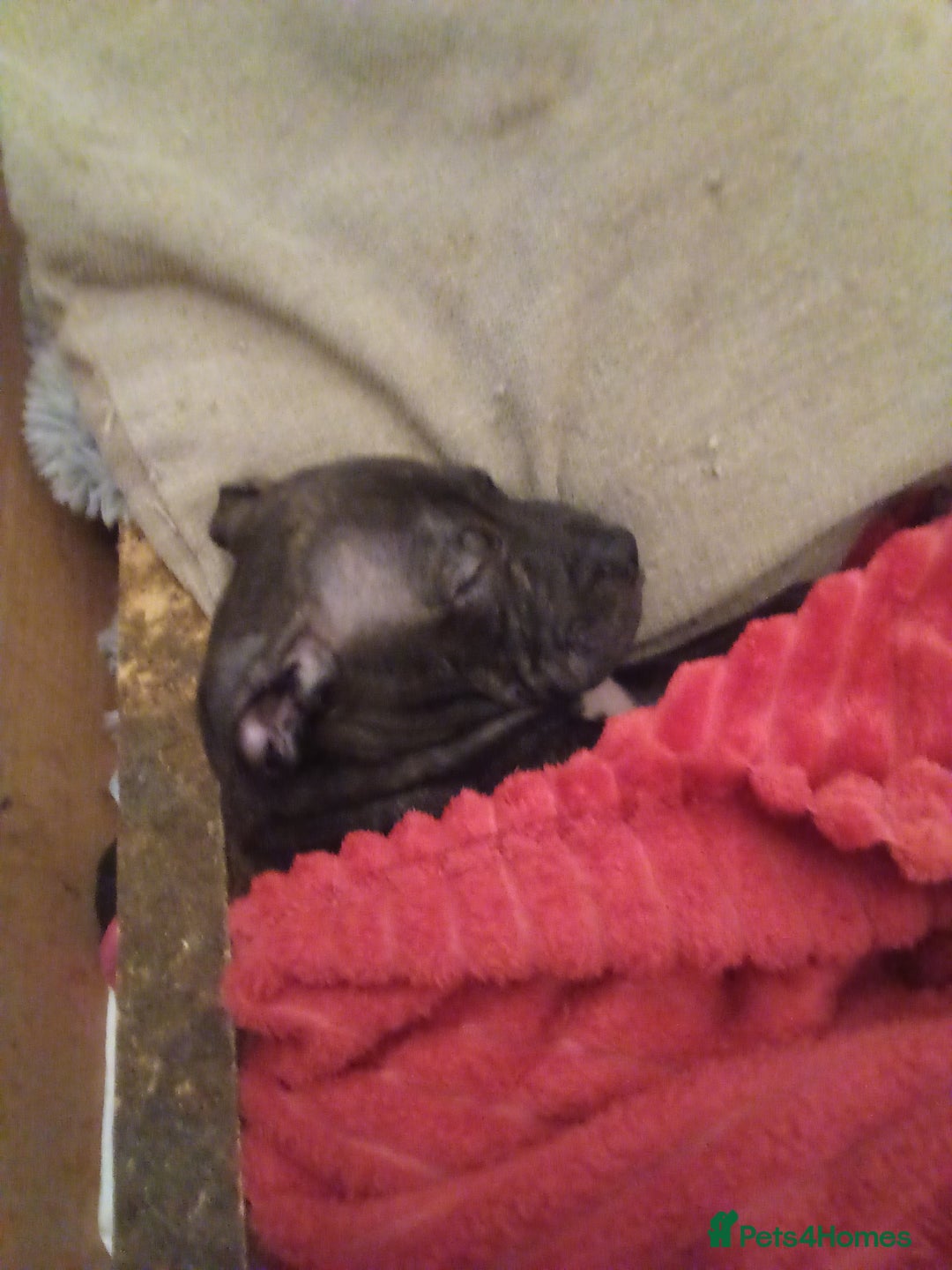 Staffordshire Bull Terrier dogs for sale: 1 boy available - Advert 3