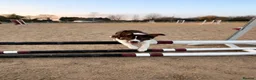 Border Collie dogs for sale: 9 month old border collie pup  in Bedworth - Advert 2