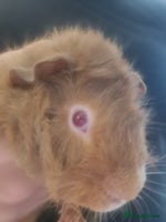 Guinea Pig rodents Rehome - Advert 2
