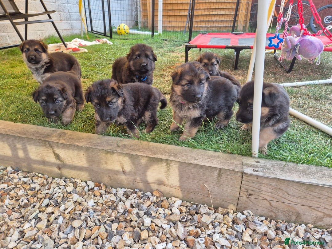 German Shepherd dogs for sale: Straight back German shepherd puppies for sale - Image 12