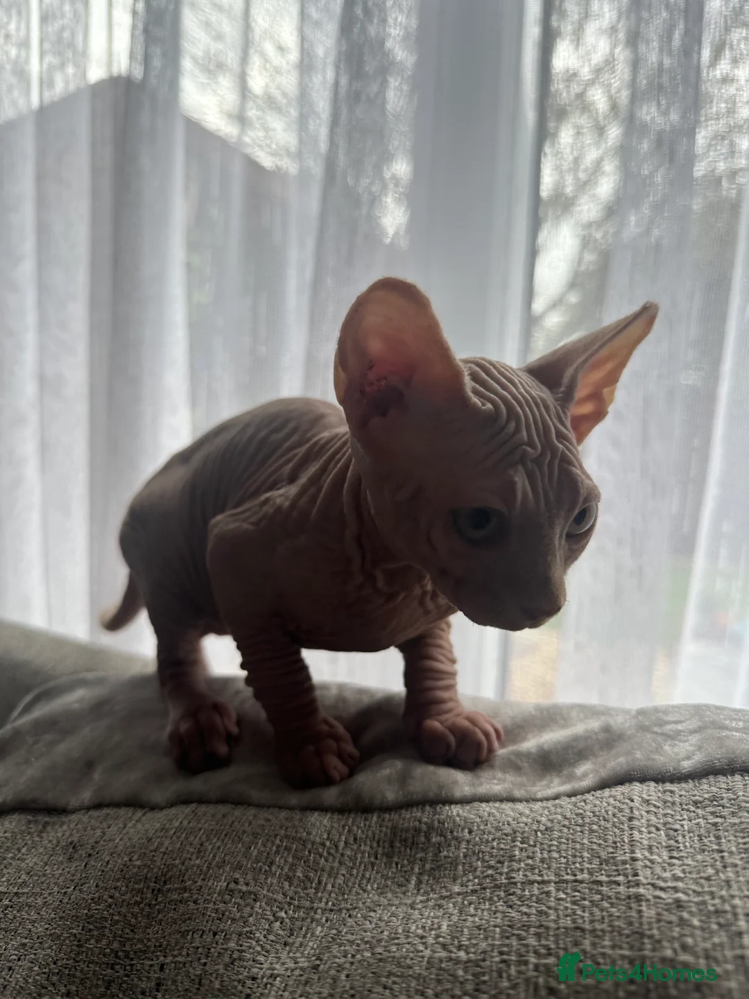 Sphynx cats for sale: Sphynx Male kitten  in Preston - Advert 3