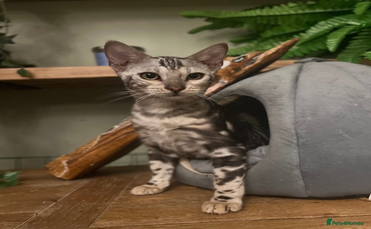 Bengal cats - Advert 4