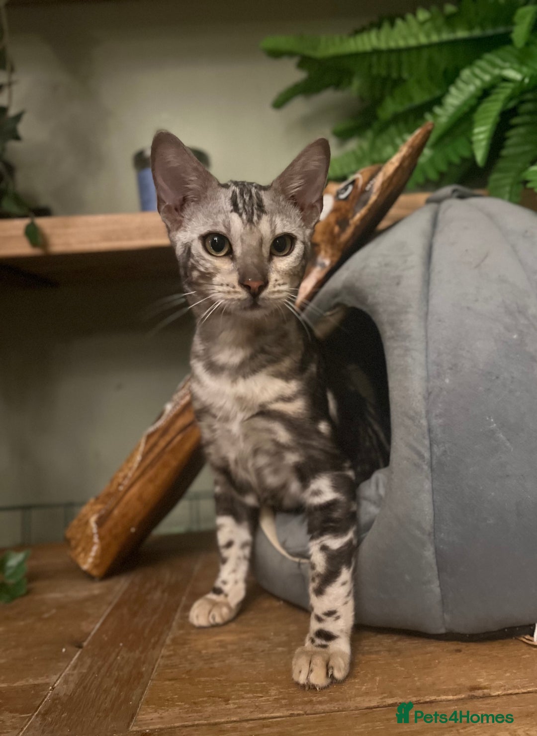 Bengal cats for sale: Beautiful Bengal Kittens Ready for Forever Homes - Image 2