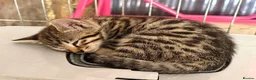 Bengal cats for sale: Bengal beautiful  - Advert 6