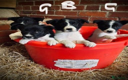 Mixed Breed dogs for sale: Collie x puppies - Image 15
