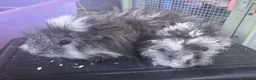 Guinea Pig rodents for sale: Lunkarya bonded Guinea pig boar pair  - Advert 3