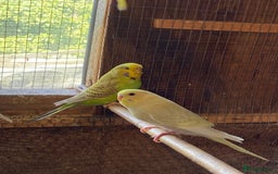 Budgerigars birds for sale: Baby budgies - Image 13