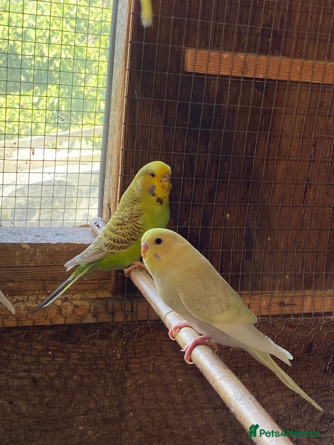 Budgerigars birds for sale: Baby budgies - Image 13