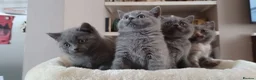 British Shorthair cats for sale: 4 lovely British shorthair kittens - Advert 16