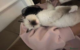 Ragdoll cats for sale: Fluffy pure Ragdoll boys looking for 5 star home  - Image 7