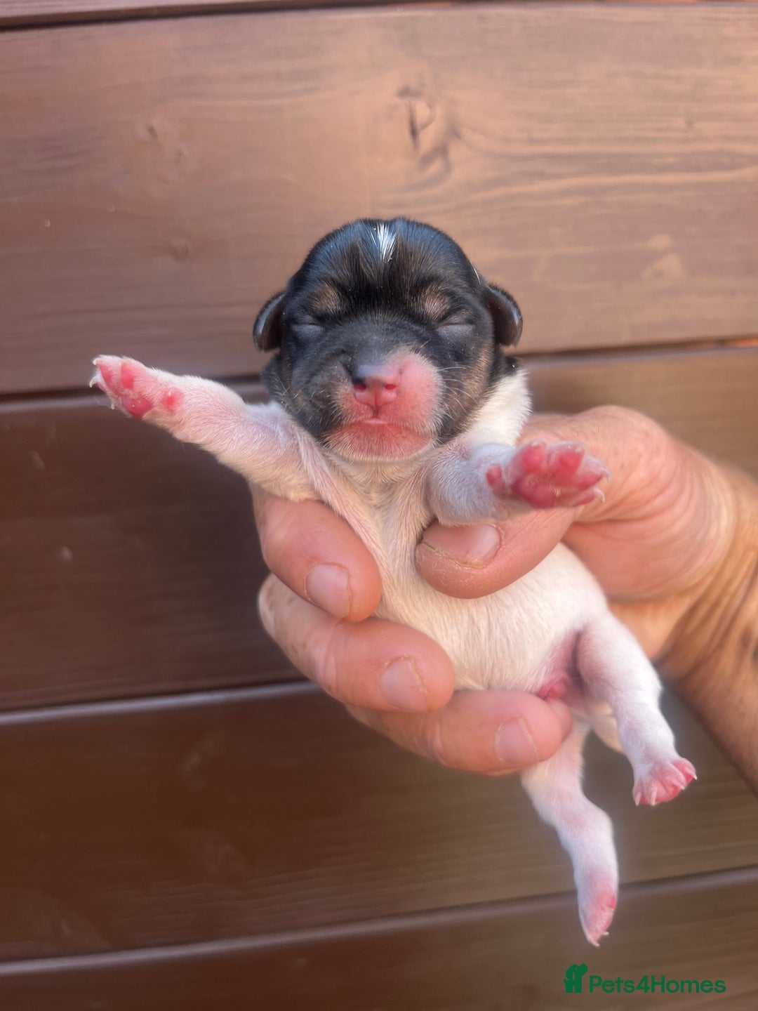 Jack Russell dogs for sale: Minicher jacks  - Image 5