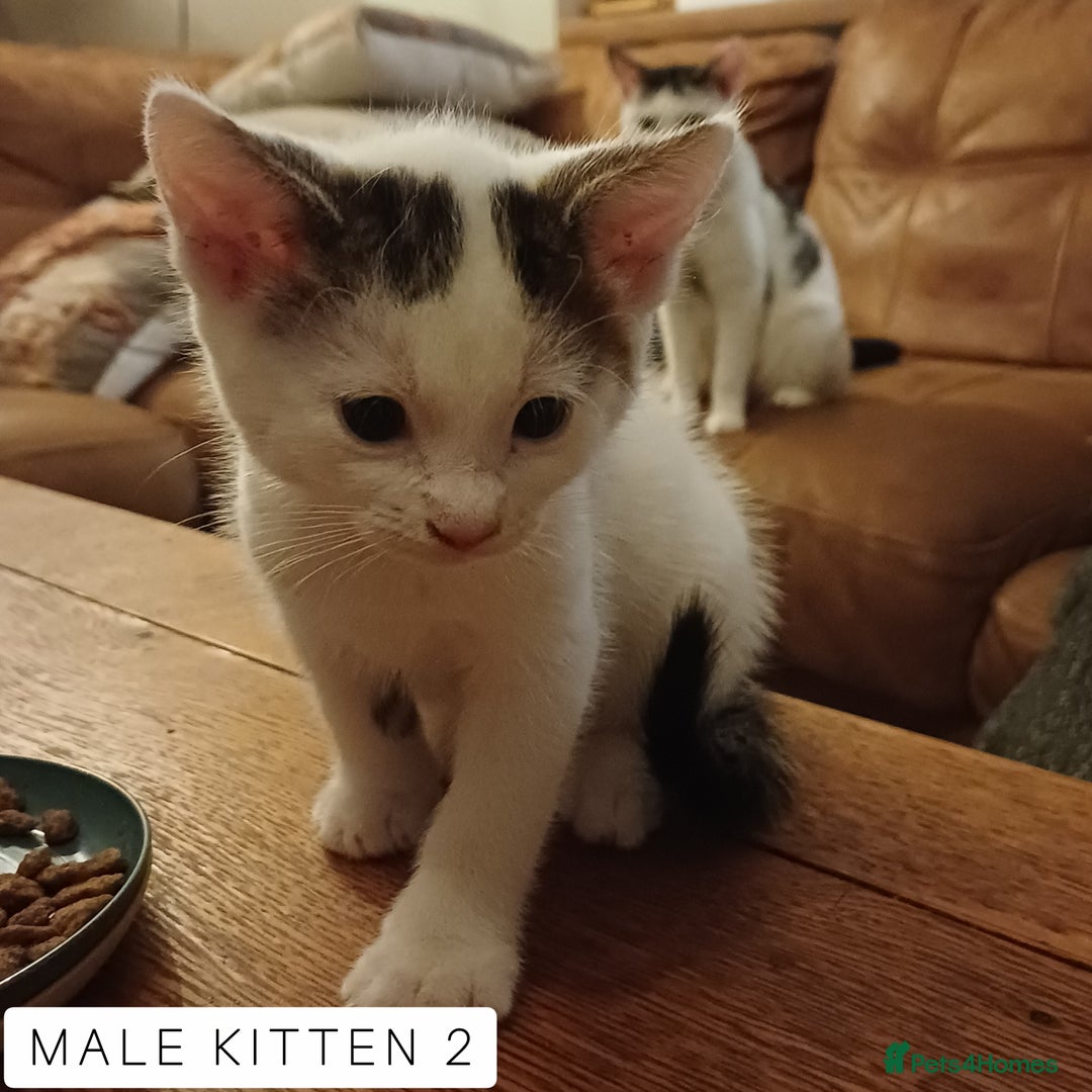 Domestic Shorthair cats for sale: 1 YO Male Free & 2x Male Kittens Available. - Image 14