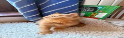 British Shorthair cats for sale: Fawn Tortie & Cinnamon Tortie sisters - Advert 19