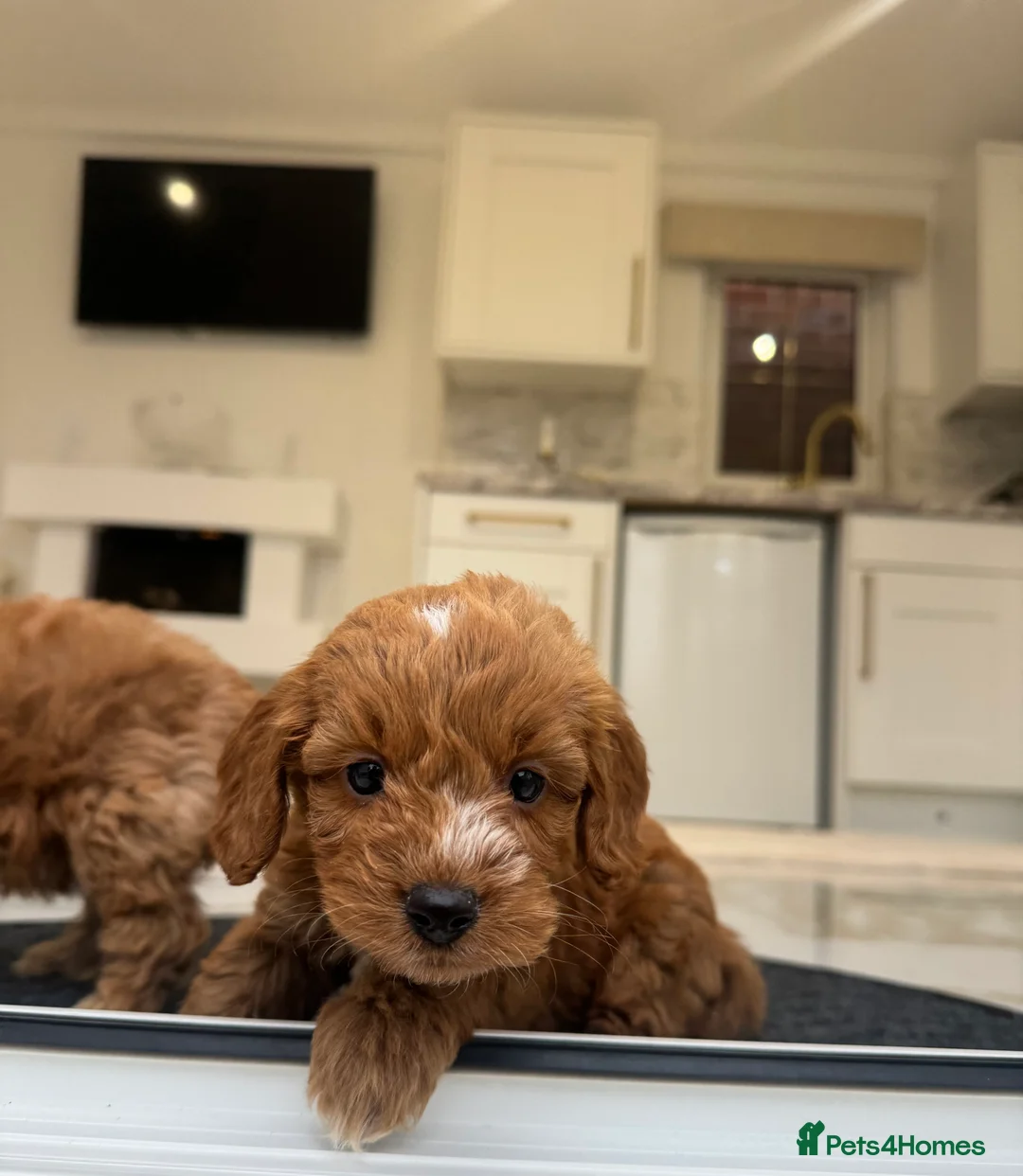 Cockapoo dogs for sale: F1 COCKAPOOS pra clear (council lincesed) - Advert 26