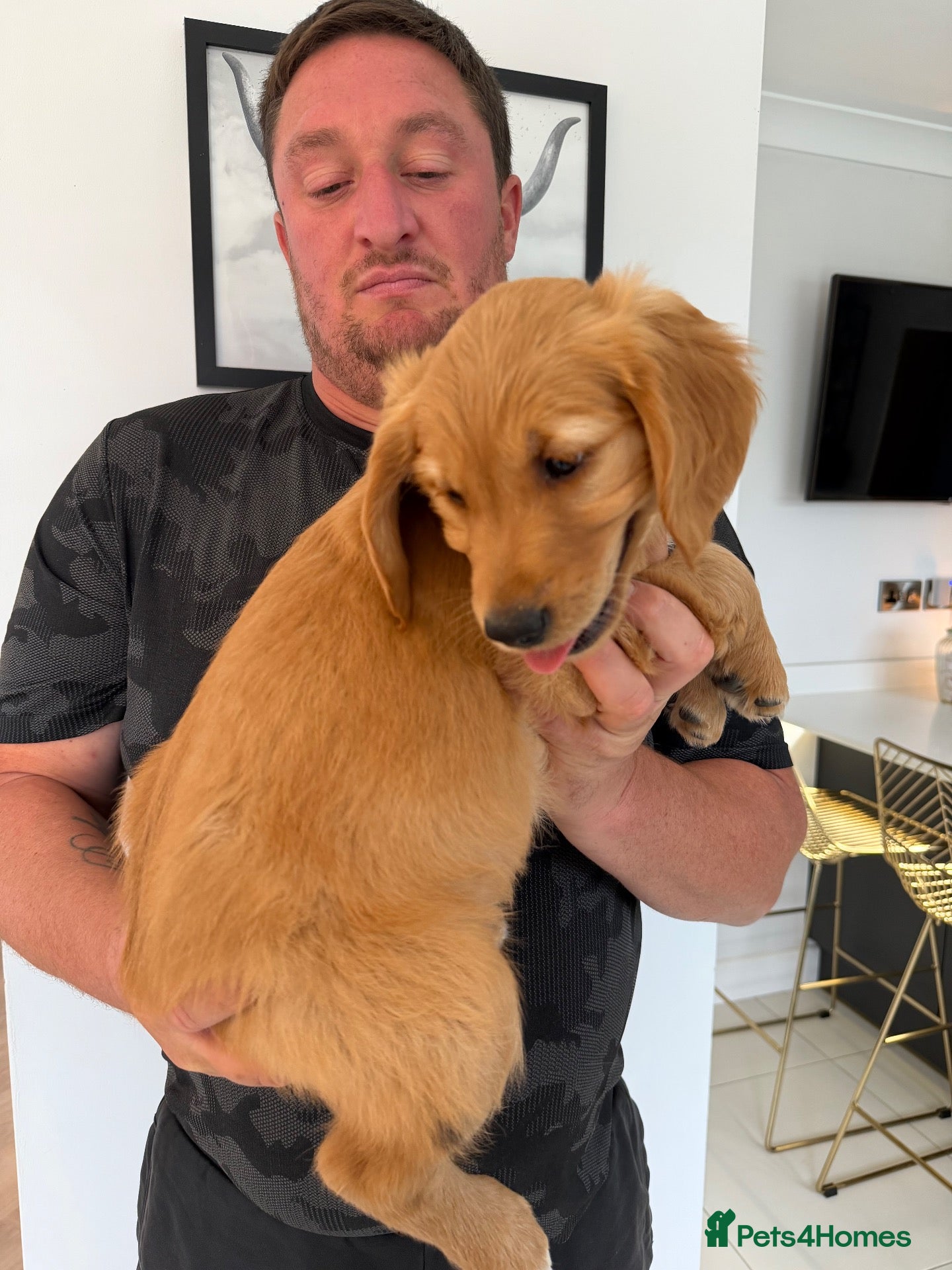 Golden Retriever dogs Dark Working retriever puppies  - Advert 2