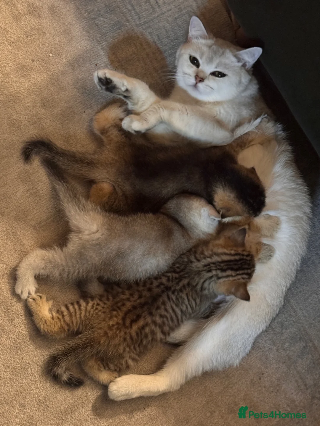 Scottish Fold cats for sale: Kitten  in London - Advert 4