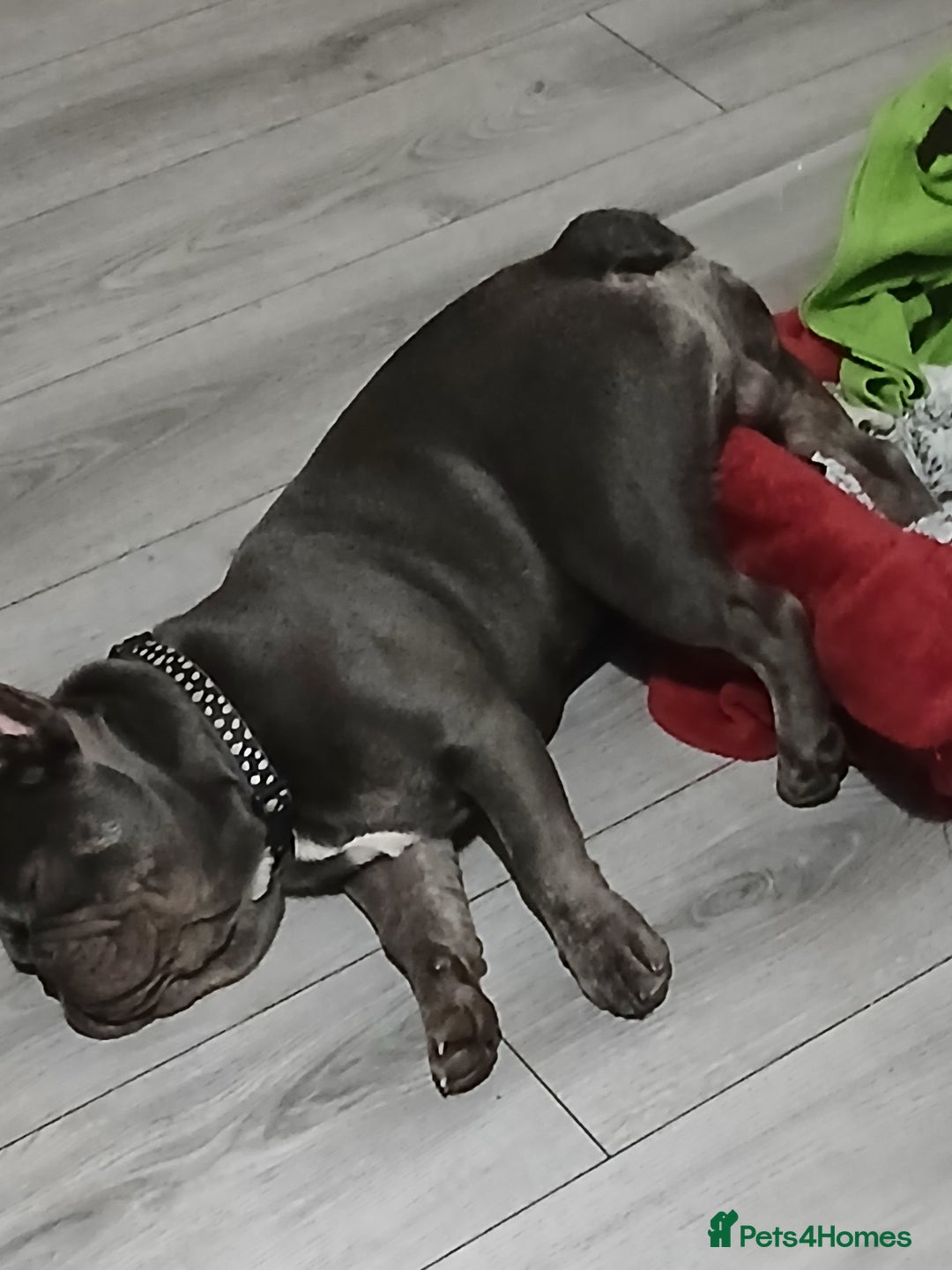 French Bulldog dogs for stud: French bulldog for stud - Advert 5