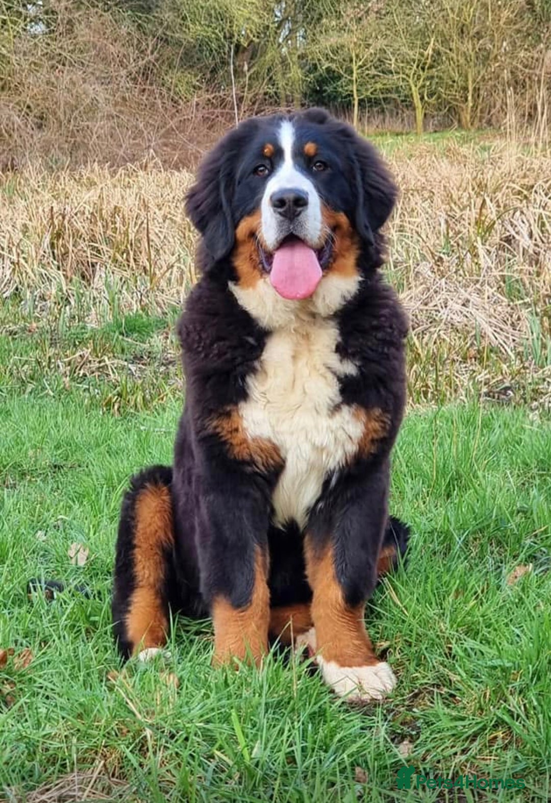 Bernese Mountain Dog dogs for sale: Beautiful Girl looking for her forever home  - Image 6