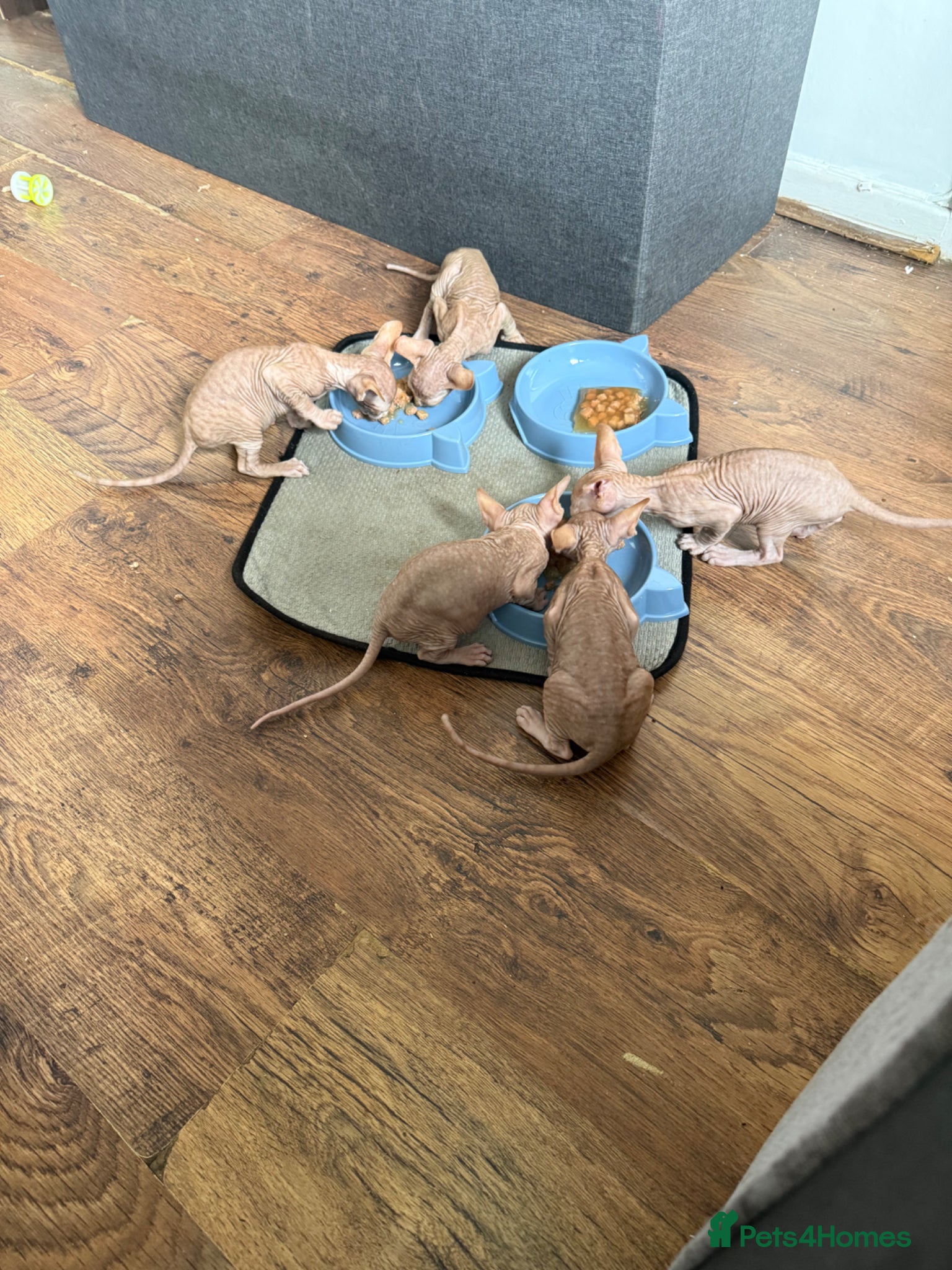 Sphynx cats £550 Canadian Sphynx kittens  - Advert 7