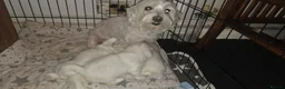 Maltese dogs for sale: Maltese puppies - Advert 1