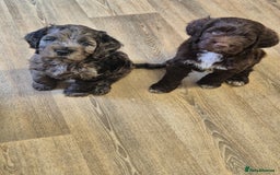 Cocker Spaniel dogs for stud: Merle Cocker stud in Shildon - Image 22