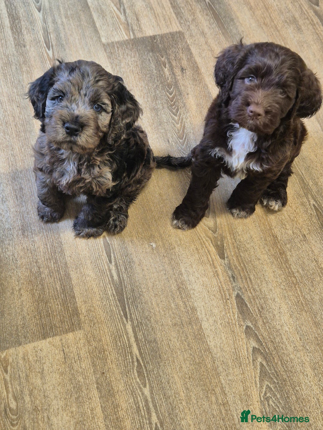 Cocker Spaniel dogs for stud: Merle Cocker stud in Shildon - Image 22