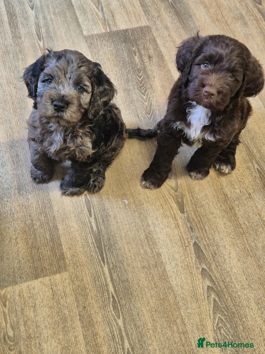 Cocker Spaniel dogs for stud: Merle Cocker stud in Shildon - Advert 24