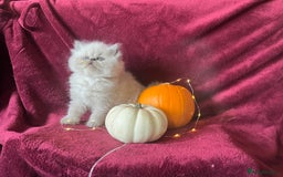 Persian cats for sale: 2 ULTRA AFFECTIONATE COLOURPOINT PERSIAN KITTENS  - Image 5
