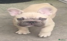 French Bulldog dogs for sale: French bulldog  - Image 12