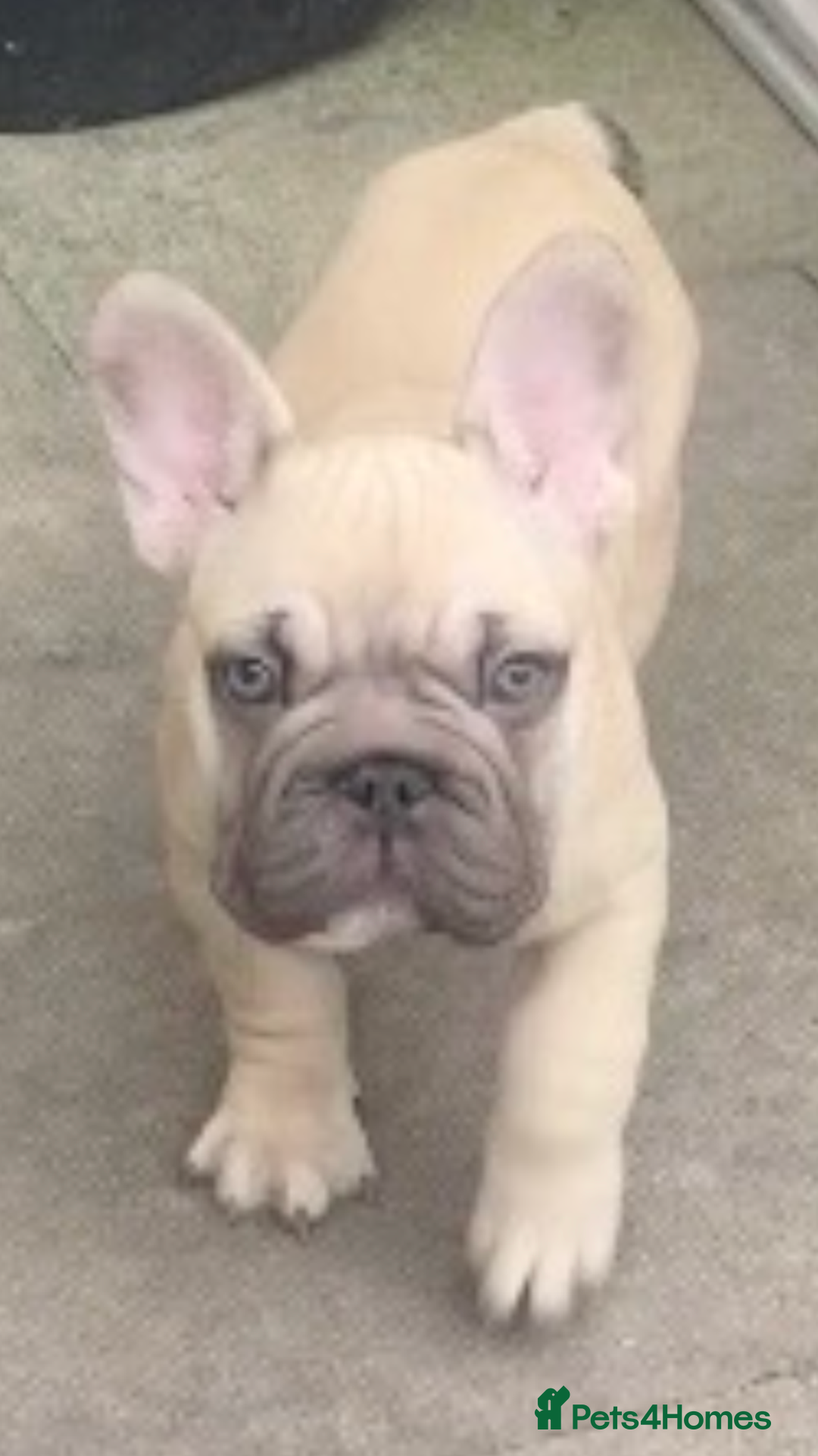 French Bulldog dogs for sale: French bulldog  - Image 12