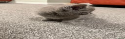 British Shorthair cats for sale: Beautiful British Shorthair Kitten - Advert 7