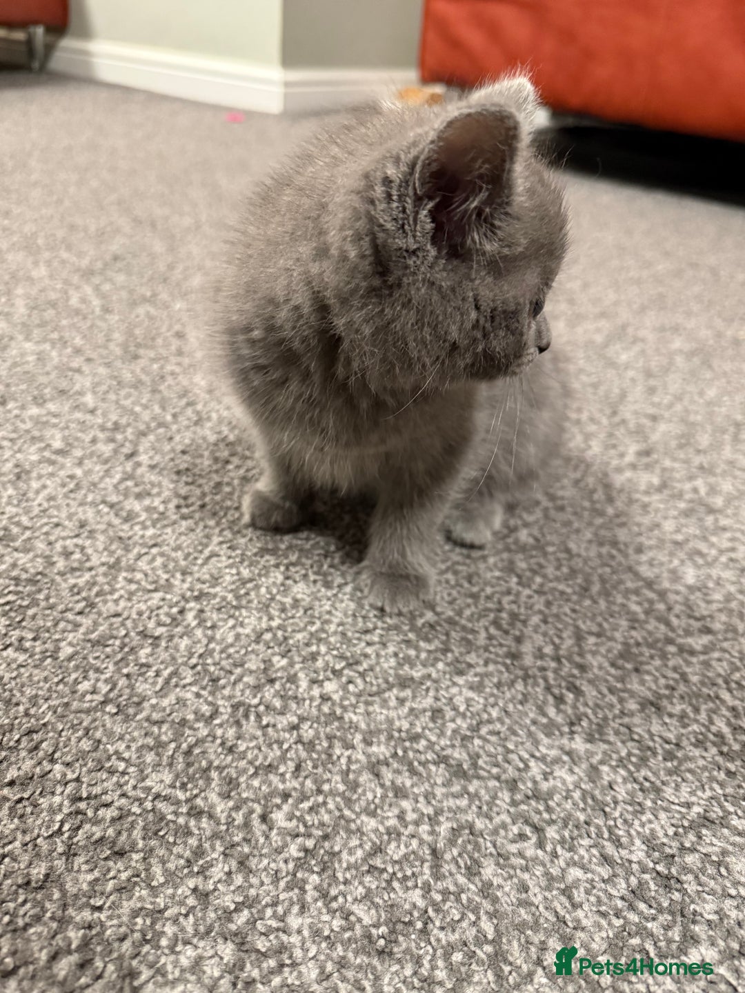 British Shorthair cats for sale: Beautiful British Shorthair Kitten - Advert 7