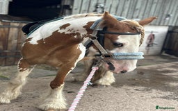 Irish Cob horses for sale: Copper 13.1/2 Gypsy Cob  - Image 7