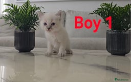 Ragdoll cats for sale: 🤍 Pure Ragdoll Blue Point & Blue Lynx Kittens - Image 10