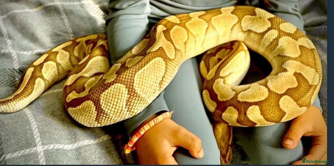 Python Snake reptiles for sale: Adult female may be enchi butter ball python - Advert 1