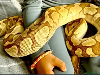 Python Snake reptiles Adult female may be enchi butter ball python - Advert 5