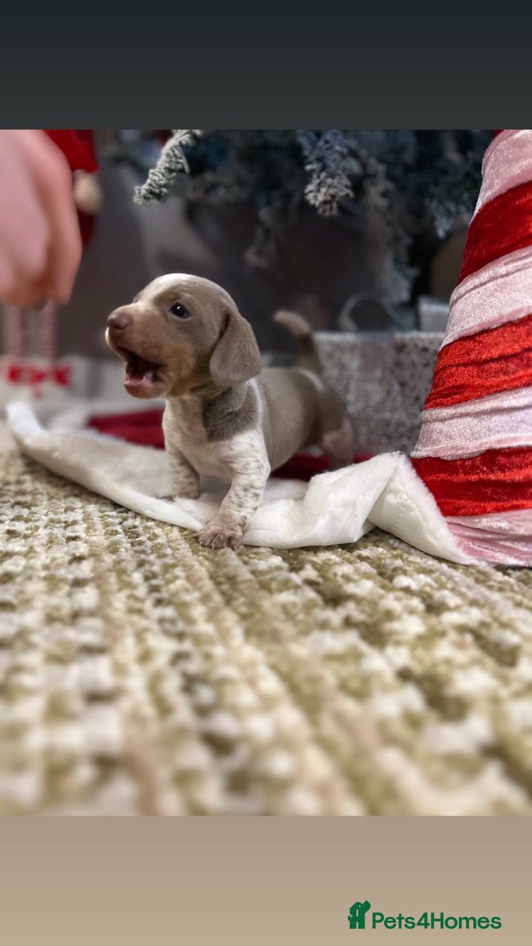 Miniature Dachshund dogs for sale: True miniature dachshund - Advert 1