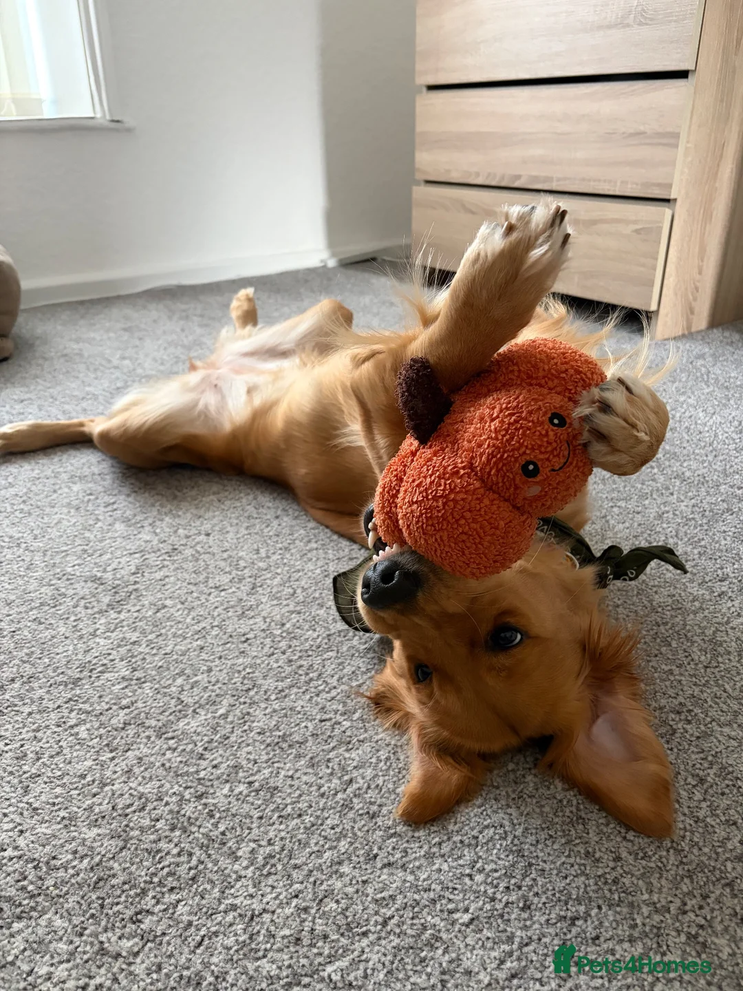 Golden Retriever dogs for stud: Looking for a stud for my Golden retriever female in Darwen - Advert 2