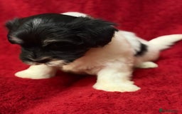 Havanese dogs for sale: Beautiful Havanese Puppies  - Image 27