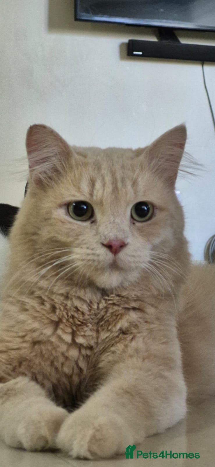 Mixed Breed cats Arturo - Advert 1
