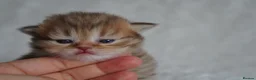 Munchkin cats for sale: Beautiful Golden Chocolate kittens - Advert 3