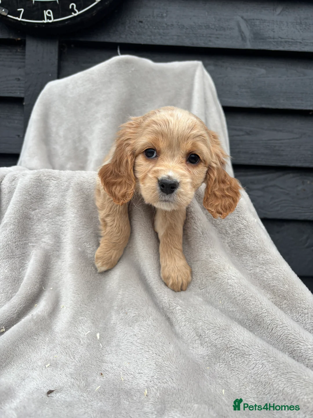 Cocker Spaniel dogs for sale: 5 beautiful kc reg cocker spaniel puppies  - Advert 5