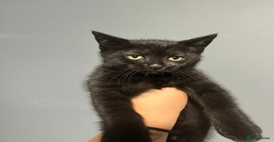 British Shorthair cats - Advert 4