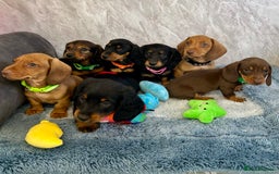 Miniature Dachshund dogs for sale: Miniature dachshund puppies  - Image 22