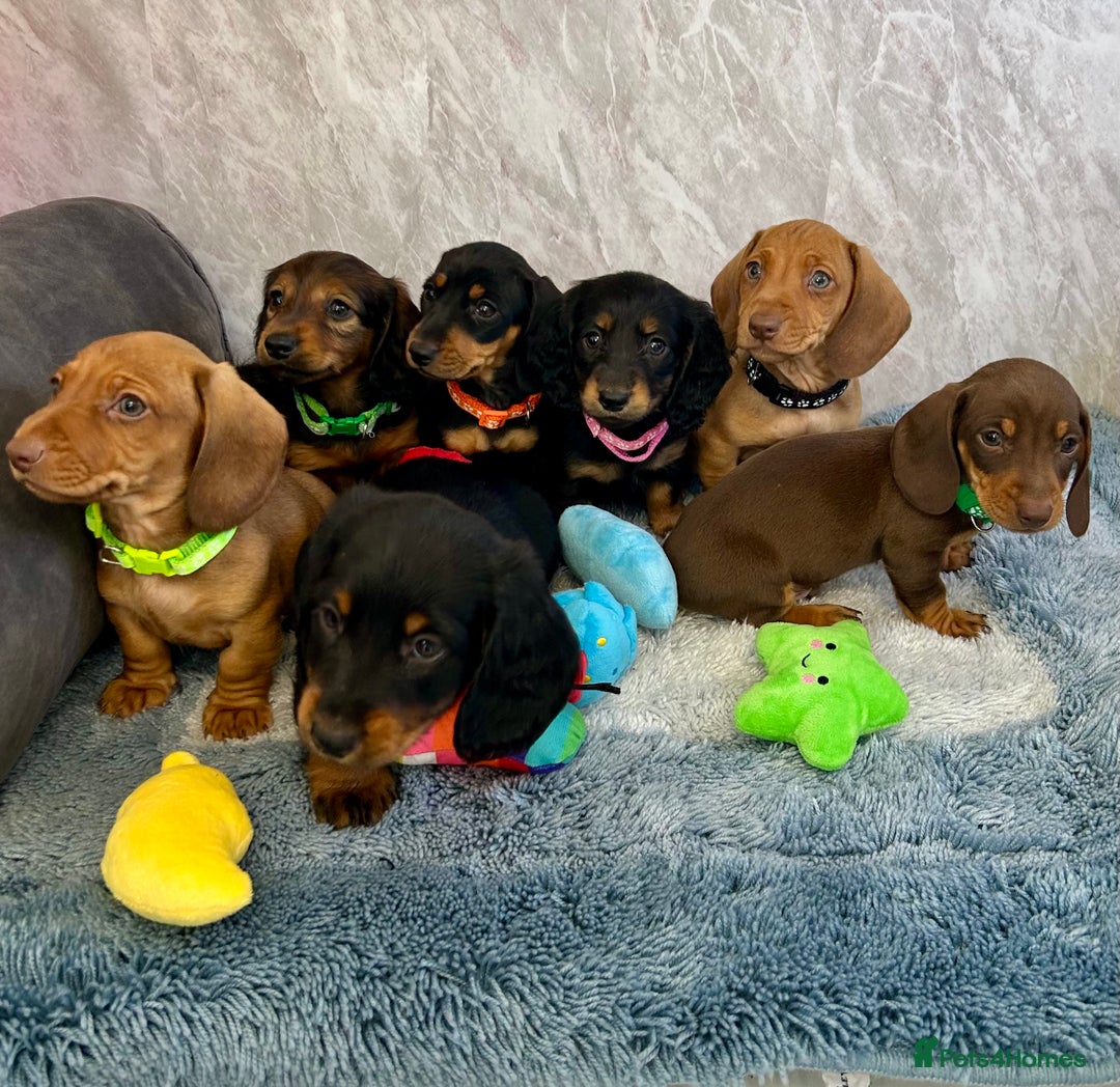 Miniature Dachshund dogs for sale: Miniature dachshund puppies  - Image 22