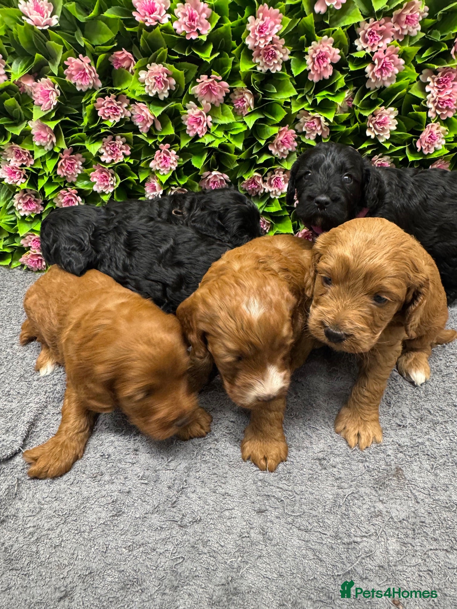 Cockapoo dogs Beautiful Loving Cockerpoo’s - Advert 2